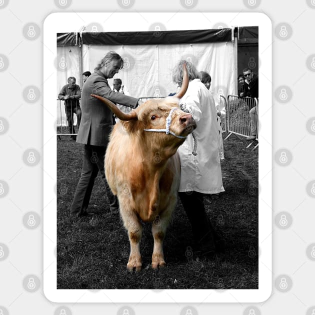 Northumberland Show Bull 2012 Sticker by axp7884